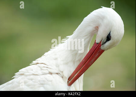 White Stork, Ciconia ciconia, captive, preening feathers, Europe, long-distance migrant, wintering in Africa from tropical Sub-Saharan Africa to as fa Stock Photo