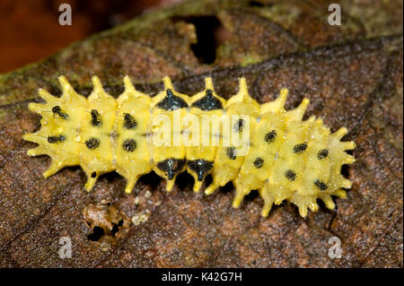 Unidentified Yellow Caterpillar, Possibly Slug Caterpillar, India Stock Photo