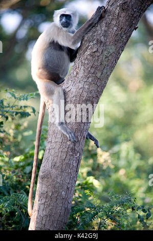 langur Hanuman, pregnant female Stock Photo - Alamy