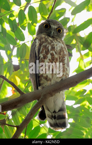 Brown Hawk Owl, Uttar Pradesh, India / (Ninox scutulata) | Falkenkauz, Uttar Pradesh, Indien / (Ninox scutulata) Stock Photo