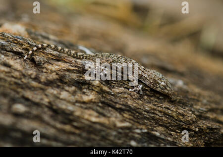 Gecko juvenile, europe, Moorish wall gecko, Tarantula mauritanica, crocodile gecko, European common gecko, Maurita naca gecko. Andalusia, Spain Stock Photo