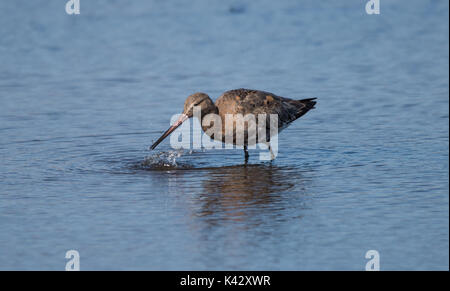 Black-tailed Godwit Stock Photo