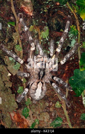 Indian ornamental spider, Poecilotheria regalis, on tree,  world's largest tree dwelling Tarantula Stock Photo