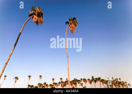 A row of mature Washingtonia filifera aka California fan palms. Photographed in Israel Stock Photo