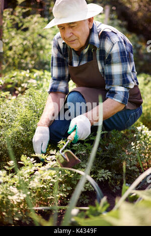 Senior man working in the field Stock Photo