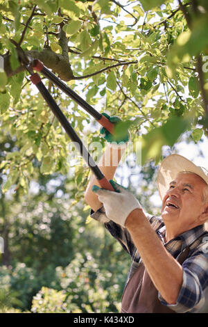 All of dead branches must be cut off Stock Photo