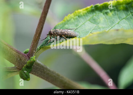 A band-eyed brown horsefly (Tabanus bromius) on a buddleia Stock Photo