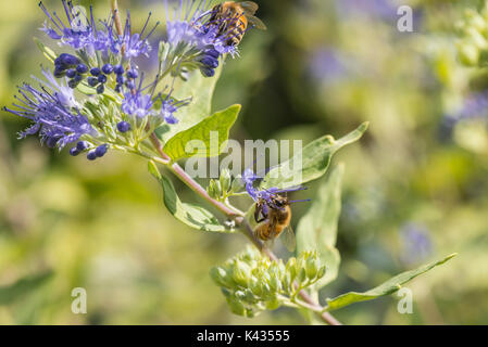 Bees on bluebeard Worcester Gold (Caryopteris × clandonensis) Stock Photo