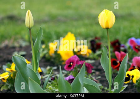 one open and one closed tulip flower Stock Photo