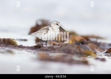 Sanderling (Calidris alba) Stock Photo