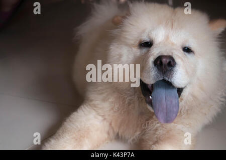 Smiling chow chow puppy hi res stock photography and images Alamy