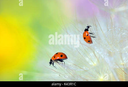 Details of ladybugs on dandelion and dew drops Stock Photo