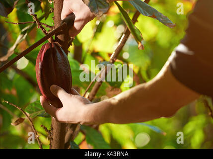 Harvest in cacao farm plantation closeup. Collect ready red cocoa pod Stock Photo