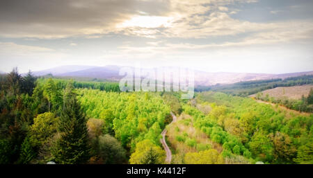 High angle view of trees growing on landscape at forest Stock Photo