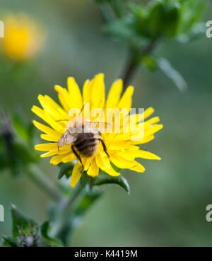 bumble bee head first on dandelion back wings; Essex; England; UK Stock Photo