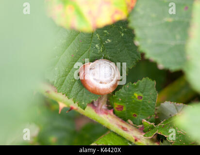 close up of empty snail shell on leaf; Essex; England; UK Stock Photo