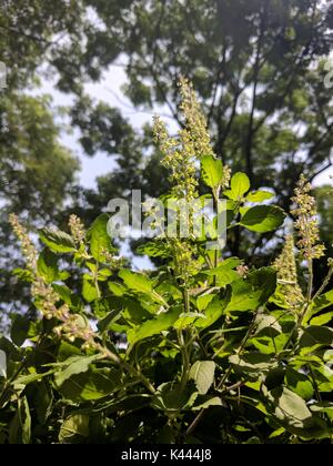 tulsi plant Stock Photo