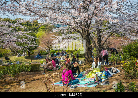 Japanese people having a picnic under cherry blossom trees in Sumida Park, Asakusa, Tokyo, Japan, Asia. Stock Photo