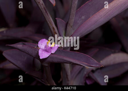 Purple Heart Or Setcresea (tradescantia pallida purpurea) closeup of the flower