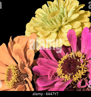 Fine art still life detailed floral color macro portrait of three isolated flowering zinnia blossoms in pastel creme, orange and pink Stock Photo