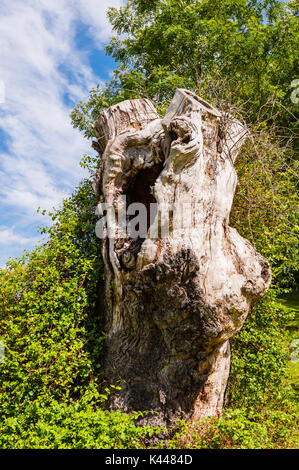 An ancient oak tree at Sandringham Estate in Norfolk , England , Britain , Uk Stock Photo