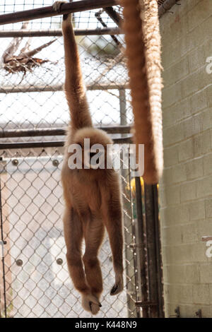 White-handed gibbon monkey called Hylobates lar sits in a cage in captivity Stock Photo