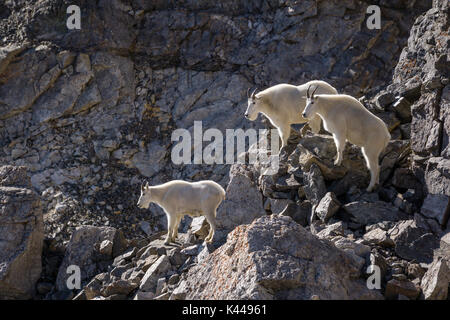 Mountain goats hang out high on Grays Peak, in Colorado. Stock Photo