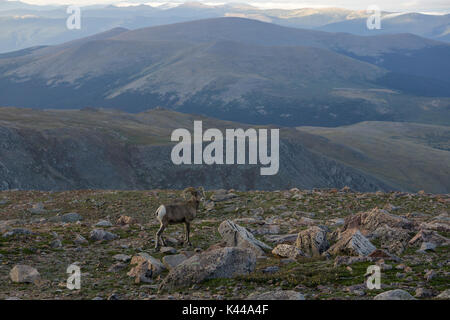 Spotted on Mount Evans, along the highest road in the United States. Stock Photo