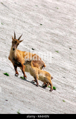 Capra ibex on the wall of the dam. Stock Photo