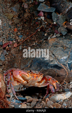 Potamon fluviatile is a rare freshwater italian crab. Vara valley, Genoa, Italy, Europe Stock Photo