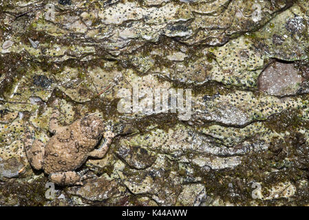 Specimen of Appennine yellow-bellied toad (Bombina pachypus) that it is perfectly well-camouflaged with the environment around it. Stock Photo