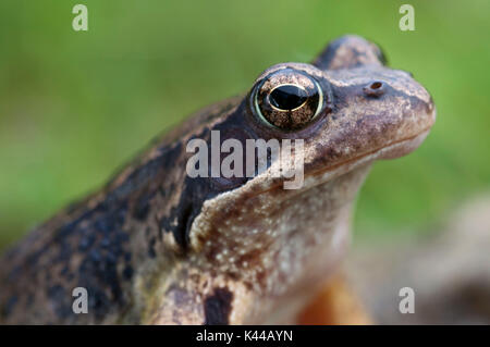 Detail of Common frog called also Alpine frog. Stock Photo