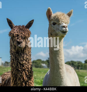 alpacas Stock Photo