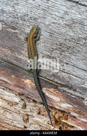 Young viviparous lizard / Common lizard (Zootoca vivipara / Lacerta vivipara) juvenile sunning on log in summer