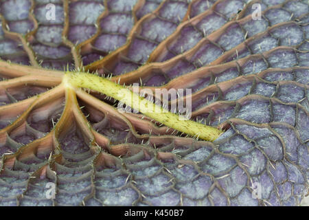 giant Water lily leaf underside Stock Photo