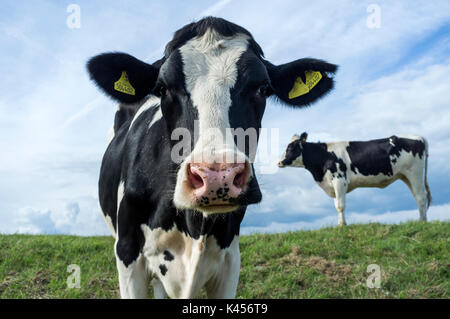 Curious cows in a field in South Wales on a sunny day Stock Photo