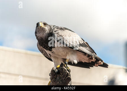 Man trained falcon with black and white Stock Photo