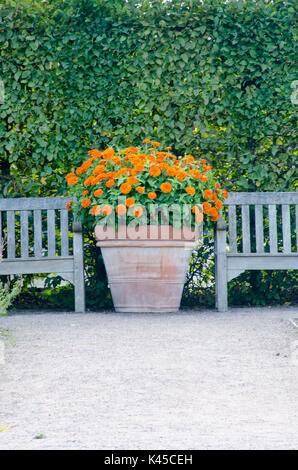 Orange flowers in terracotta pot next to benches Stock Photo