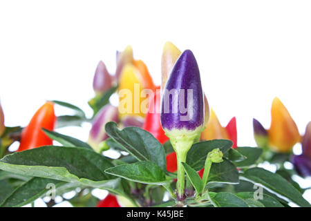 Mini chili tree bush. Purple yellow red orange color chilies. Colorful chili plant closeup. Stock Photo