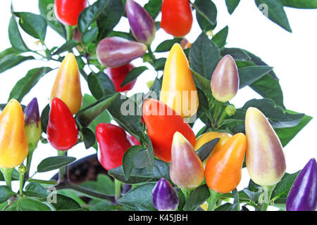 Mini chili tree bush. Purple yellow red orange color chilies. Colorful chili plant closeup. Stock Photo