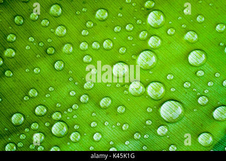 Detail of banana green leaf texture with several water droplets covering the leaf after rain Stock Photo