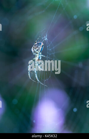 Spider on web covered in raindrops Stock Photo
