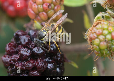 Common wasp (Vespula vulgaris) feeding on over-ripe blackberry Stock Photo