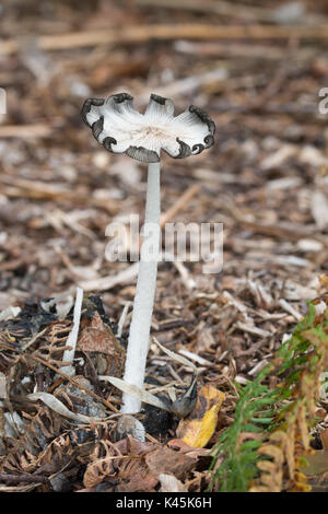 Close-up of tall toadstool (Coprinopsis lagopus), also known as hare's foot inkcap mushroom growing on wood chips Stock Photo