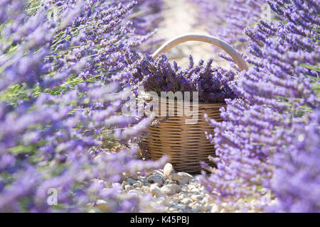 Europe, France,Provence Alpes Cote d'Azur,Plateau de Valensole.Lavender Rows Stock Photo