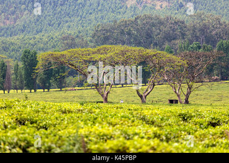 Central Africa, Malawi, Blantyre district. Tea farms Stock Photo