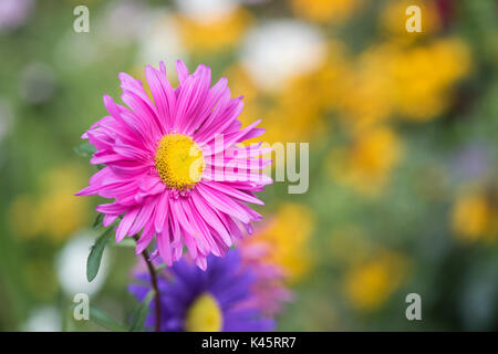 Callistephus chinensis. Aster giant single andrella mixed flowers in an English garden border Stock Photo