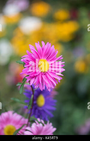 Callistephus chinensis. Aster giant single andrella mixed flowers in an English garden border Stock Photo