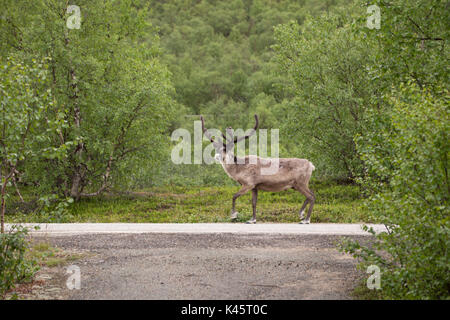 Reindeer walks on the road Stock Photo