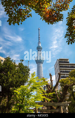 The Tokyo Skytree with cherry blossoms in Sumida Park, Asakusa, Tokyo, Japan, Asia. Stock Photo